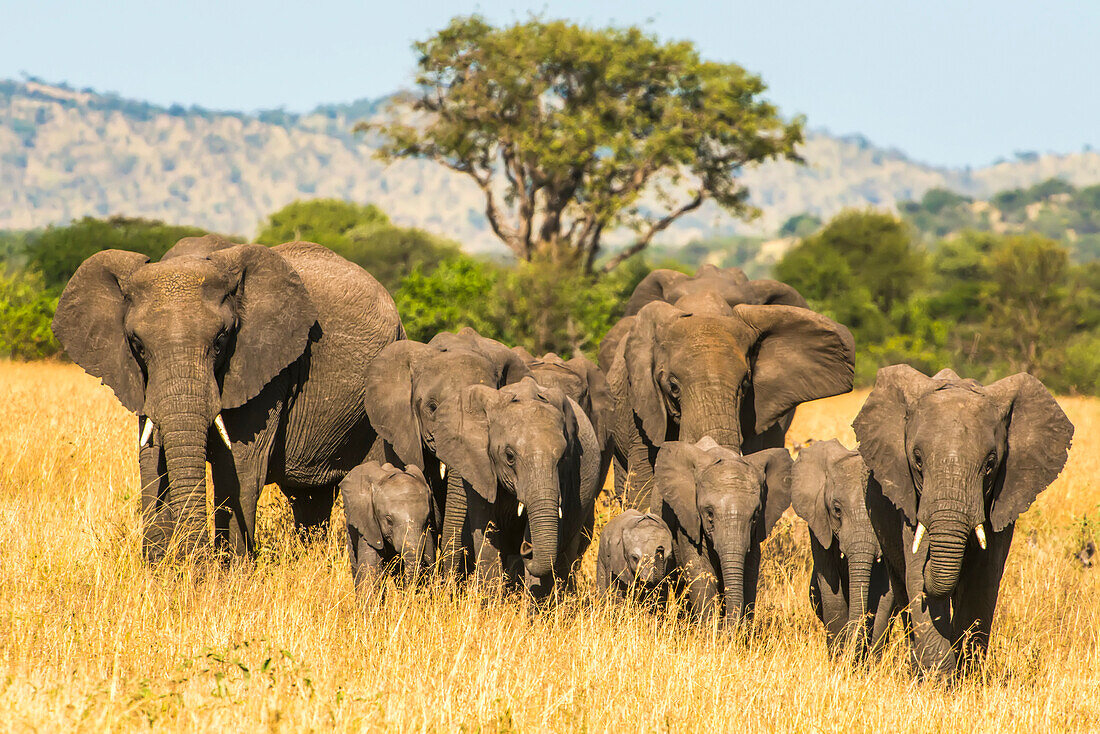 Eine Herde afrikanischer Buschelefanten (Loxodonta africana) wandert durch das Grasland des Serengeti Nationalparks; Tansania