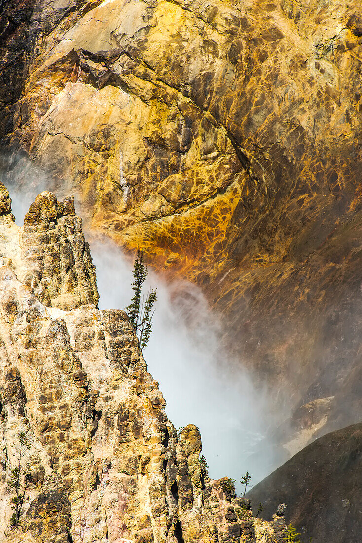 Lodgepole pines (Pinus contorta) on the edge of the cliff walls with the spray from the Lower Falls rising in the Grand Canyon of the Yellowstone in Yellowstone National Park; Wyoming, United States of America