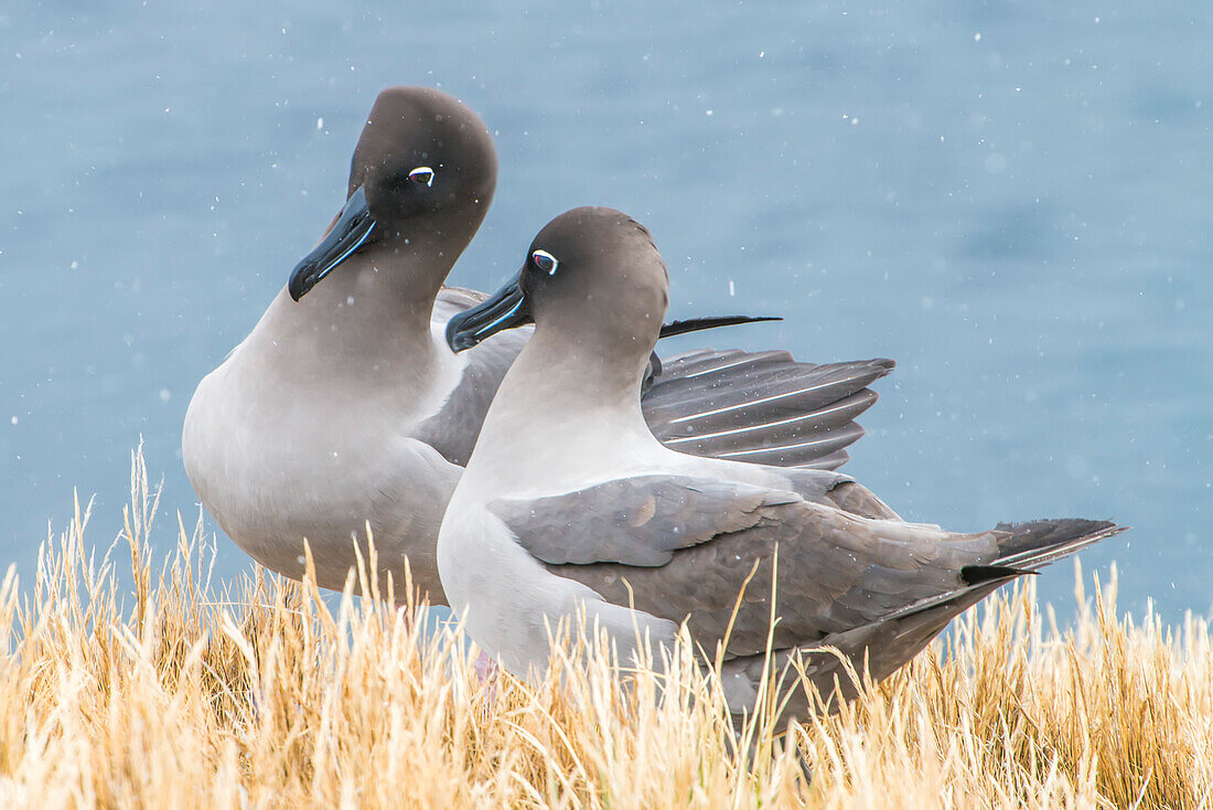 A pair of light-mantled sooty albatrosses (Phoebetria palpebrata) stand together on the dried grass in the falling snow; South Georgia Island, Antarctica