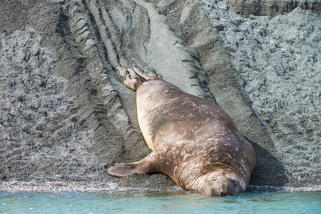 Southern Elephant Seal (Mirounga leonina) sleeping at water's edge after sliding down sandy beach to the shoreline; South Georgia Island, Antarctica