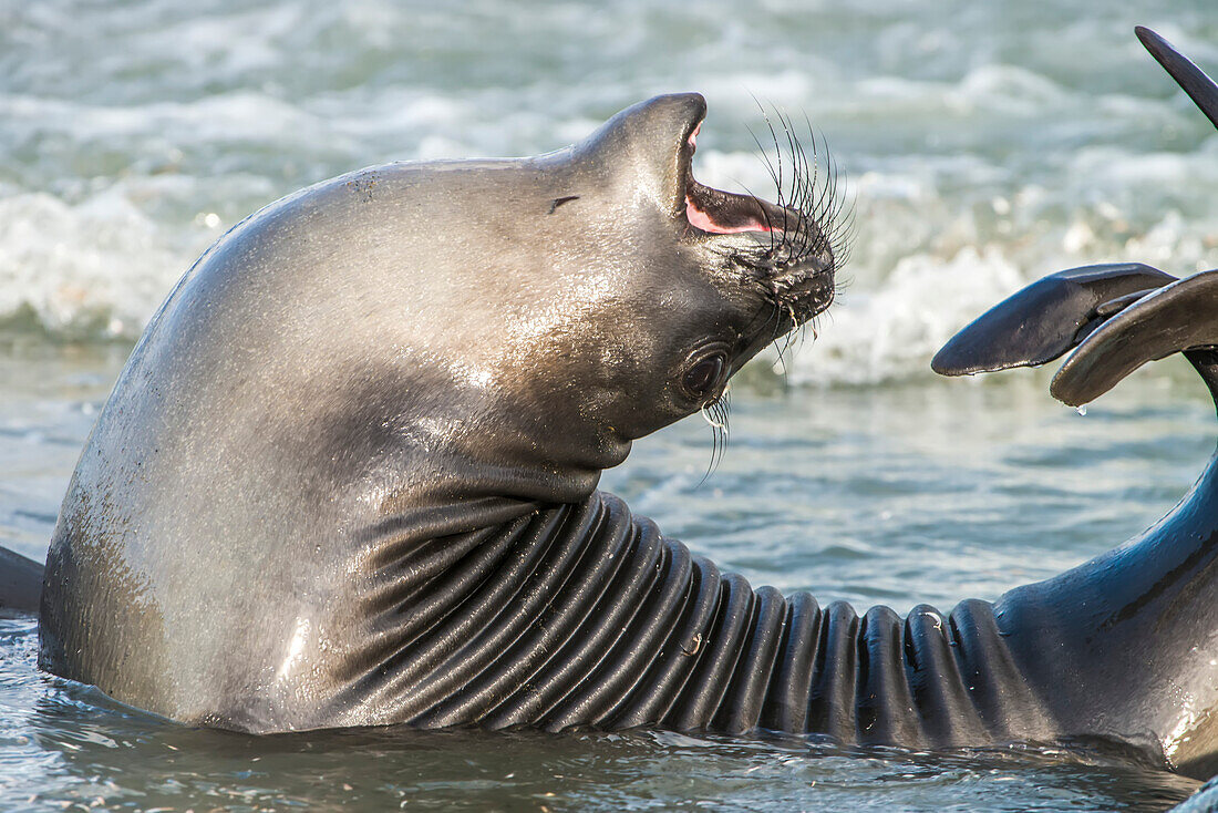 Portrait of southern elephant seal pup (Mirounga leonina) in the ocean surf stretching its back and raising its hind flippers into a curled back position with its mouth open; South Georgia Island, Antarctica