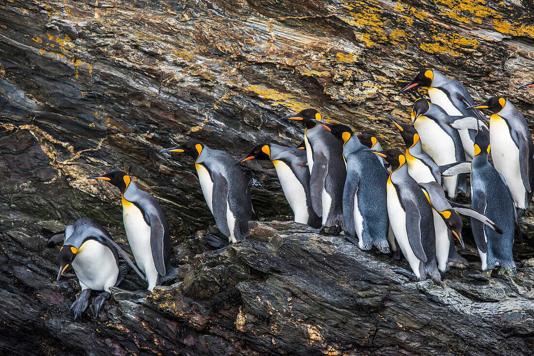 Close-up of King Penguins (Aptenodytes patagonicus) walking along the jagged, rocky ridges of South Georgia; South Georgia Island, Antarctica