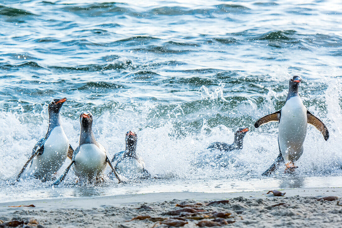 Group of gentoo penguins (Pygoscelis papua) emerge from the ocean onto the beach; Falkland Islands, Antarctica