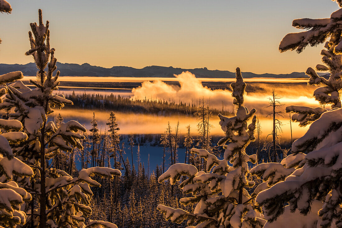 View of the thermal steam rising from the West Thumb Geyser Basin at sunrise through the snow laden lodgepole pines (Pinus contorta) at Yellowstone Lake in winter; Yellowstone National Park, Wyoming, United States of America