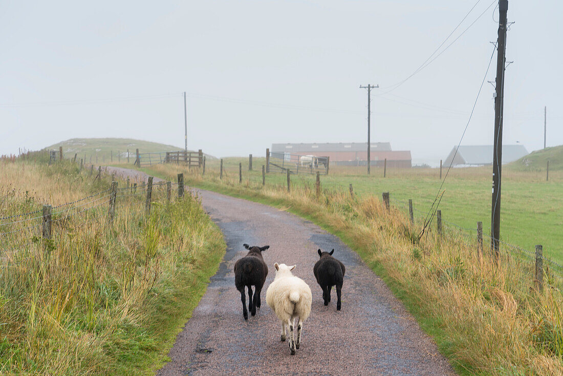 Drei Schafe (Ovis aries) wandern auf einem Pfad in Iona, Schottland; Iona, Isle of Iona, Schottland