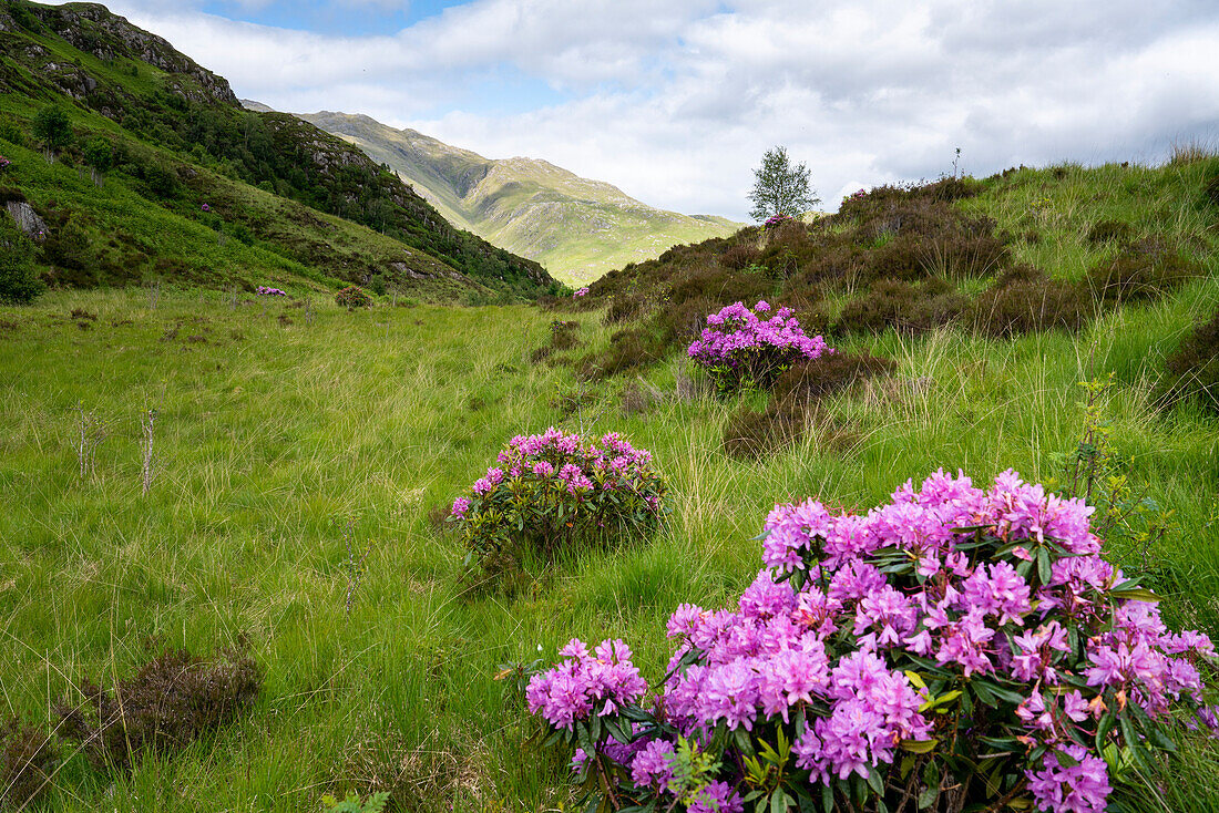 Rhododendren säumen die Landschaft bei einer Wanderung in Glenfinnan, Schottland; Glenfinnan, Schottland