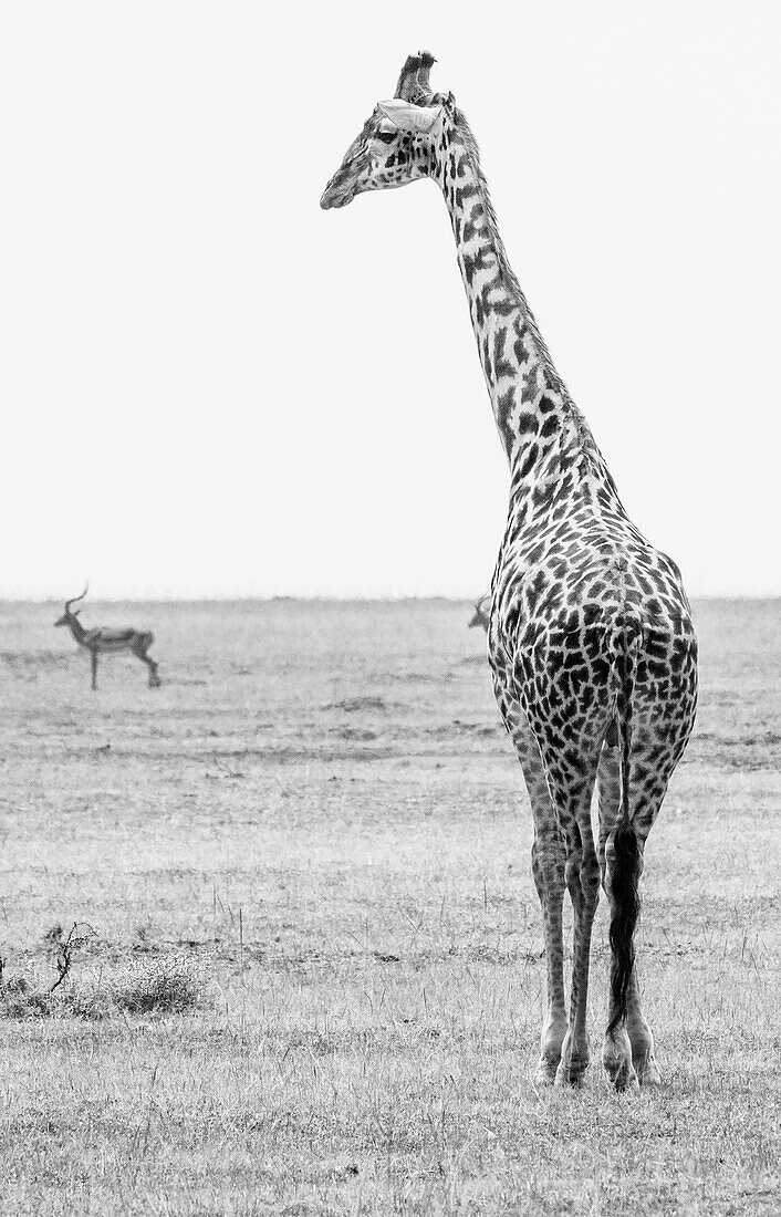 Blick von hinten auf eine Giraffe (Giraffa), die auf einem Feld im Grasland der Savanne steht, mit zwei Antilopen im Hintergrund; Maasai Mara National Park, Kenia, Afrika