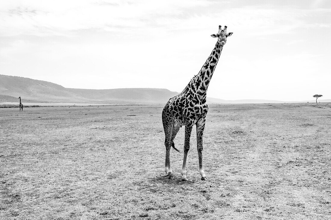 Portrait einer Giraffe (Giraffa), die auf einem Feld im Grasland der Savanne steht und in die Kamera schaut, mit einer anderen Giraffe, die in der Ferne steht; Maasai Mara National Park, Kenia, Afrika