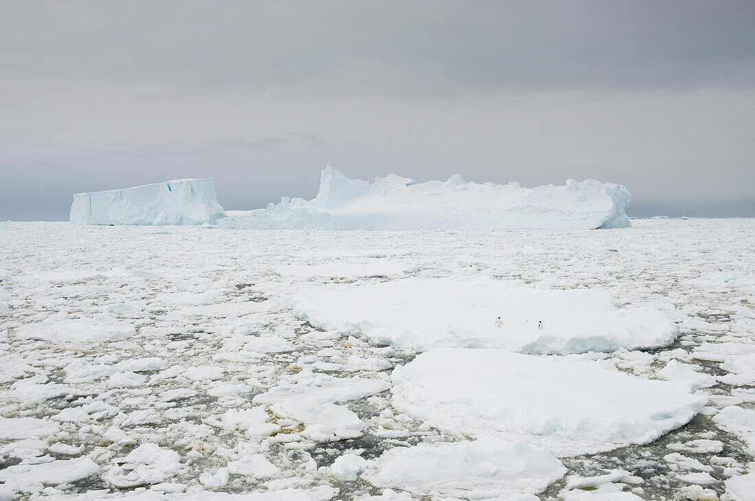 Zwei Adeliepinguine stehen inmitten von Packeis in der Französischen Passage vor der Küste der Antarktis.
