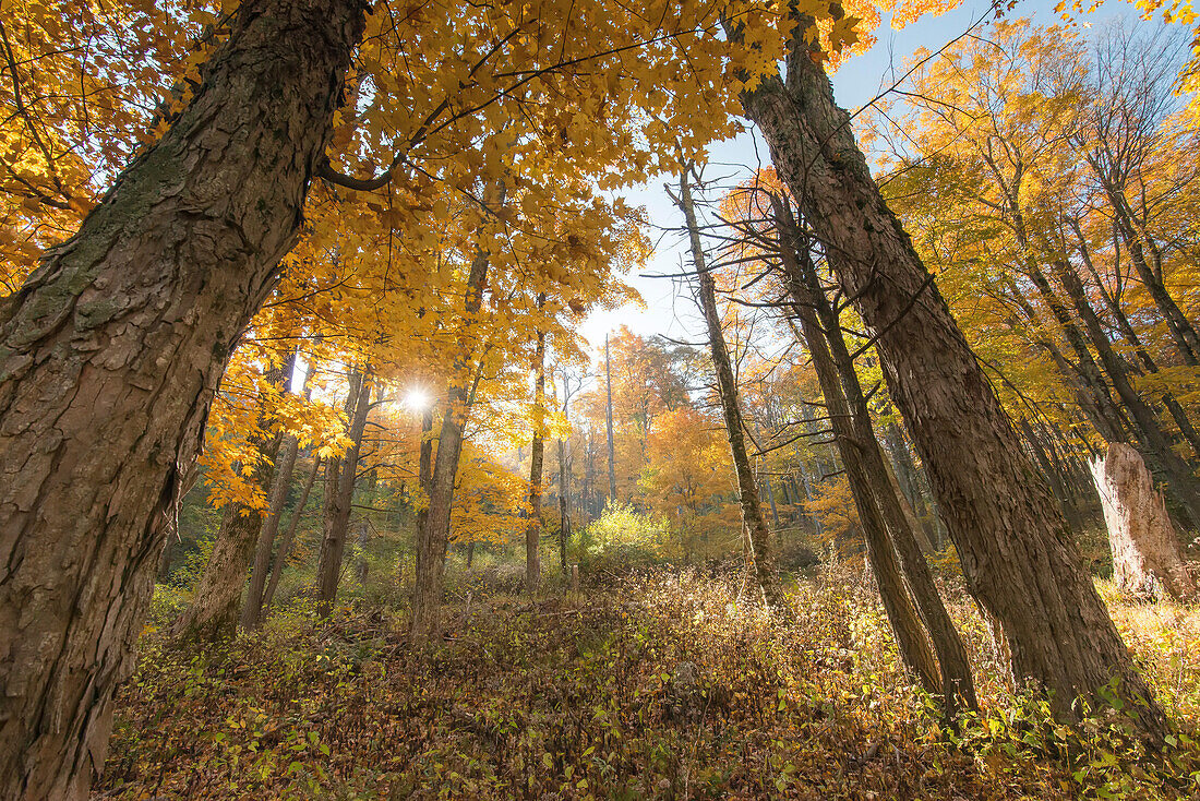 Die Sonne scheint durch den Wald im Shenandoah National Park, Virginia.