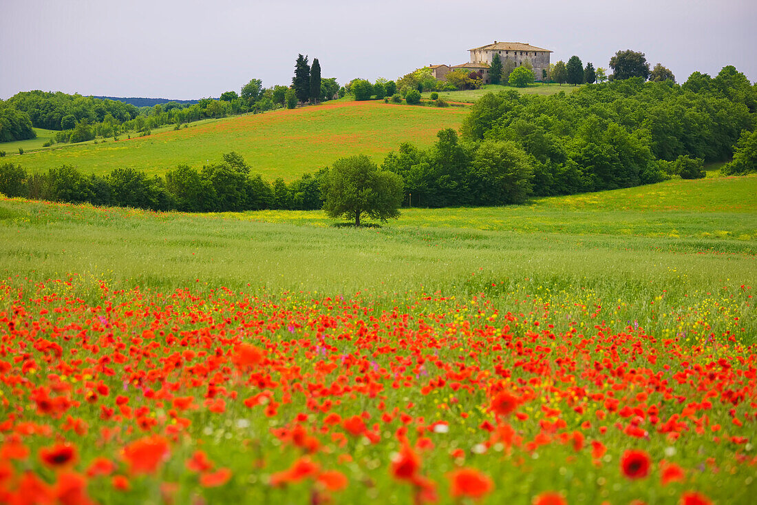 Mohnblumenfeld und Bauernhaus auf einem Hügel bei Siena; Siena, Italien