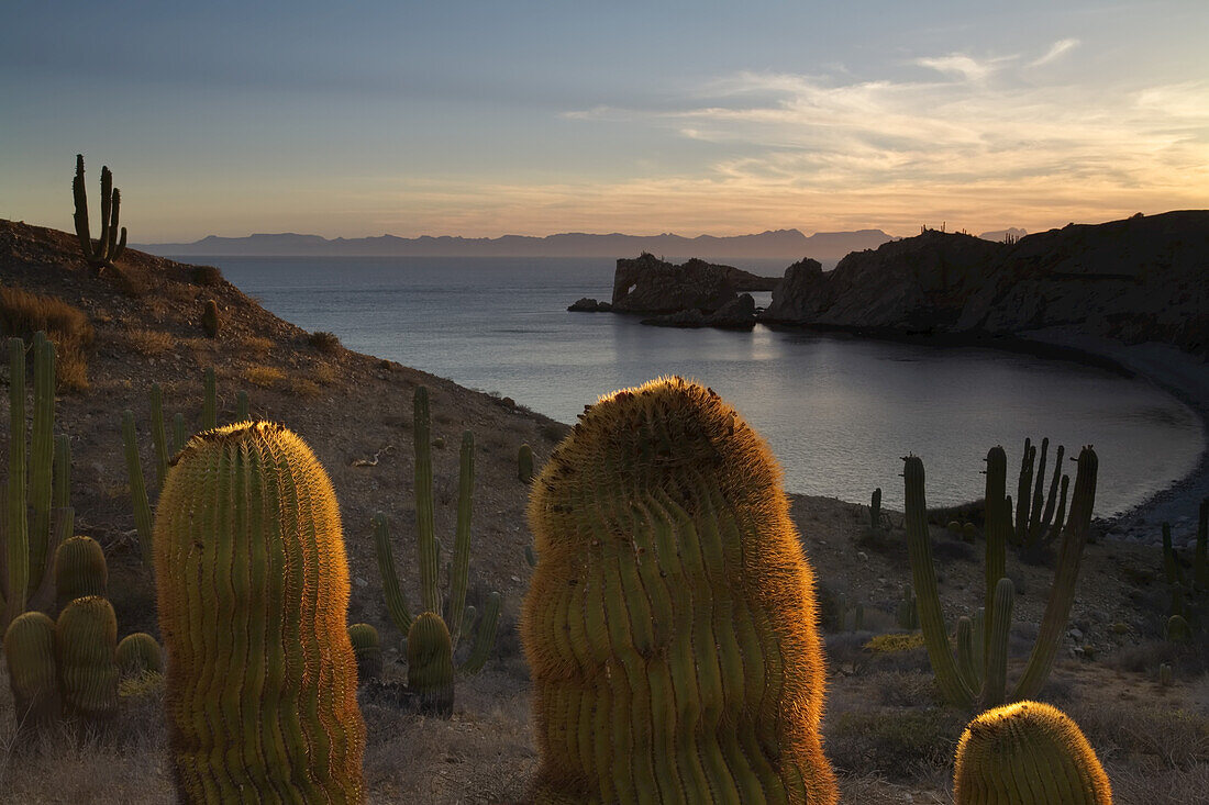 Giant barrel cactus at sunset and Elephant Rock just offshore.