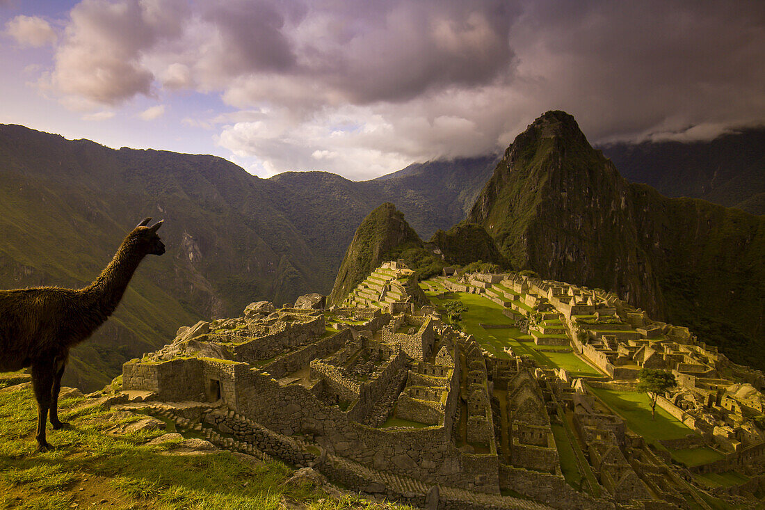 Llama looking over the pre-Columbian Inca ruins of Machu Picchu.