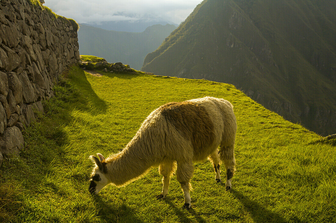 Lama beim Grasen in den präkolumbianischen Inkaruinen von Machu Picchu.