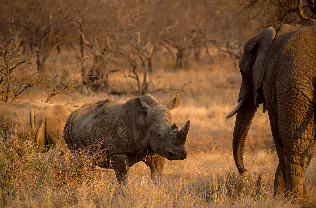 An African elephant and white rhinos meet in the African bush.