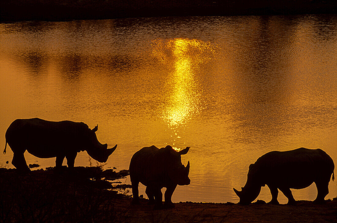 Three rhinoceroses are silhouetted by the setting sun.