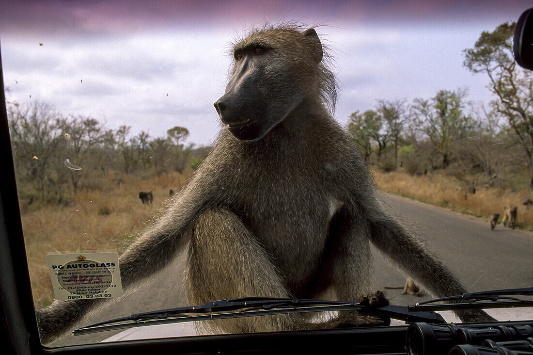 A chacma baboon, Papio ursinus, looking through a windshield.