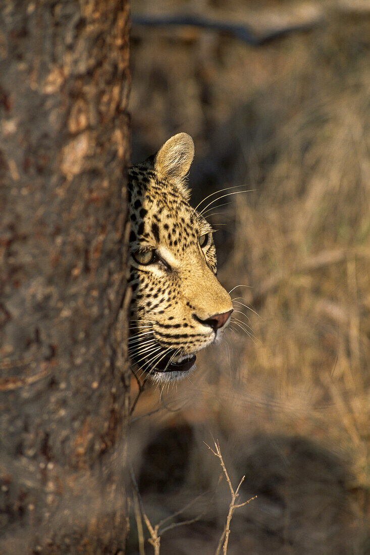Ein Leopard, Panthera pardus, späht hinter einem Baumstamm hervor.