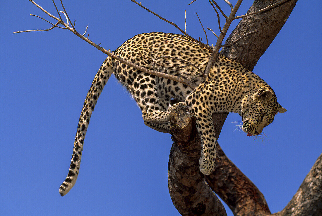 Ein Leopard, Panthera pardus, auf einer Baumkrone sitzend.