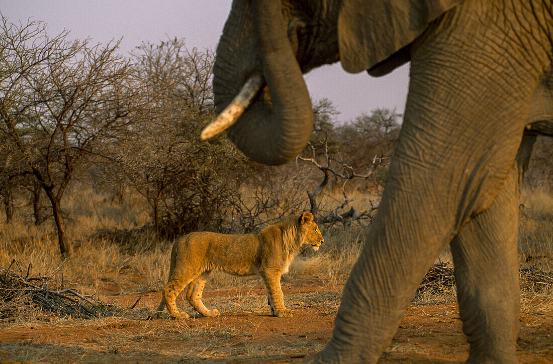Junger männlicher afrikanischer Löwe und afrikanischer Elefant in unmittelbarer Nähe.