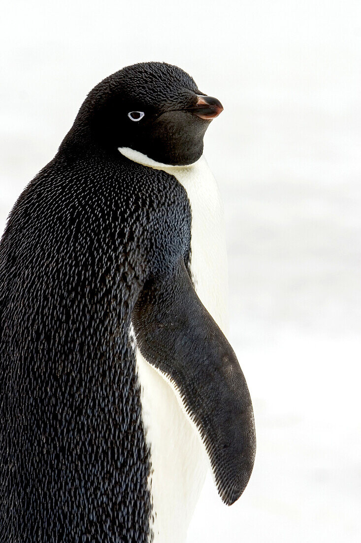 Portrait of Adelie Penguin (Pygoscelis adeliae).