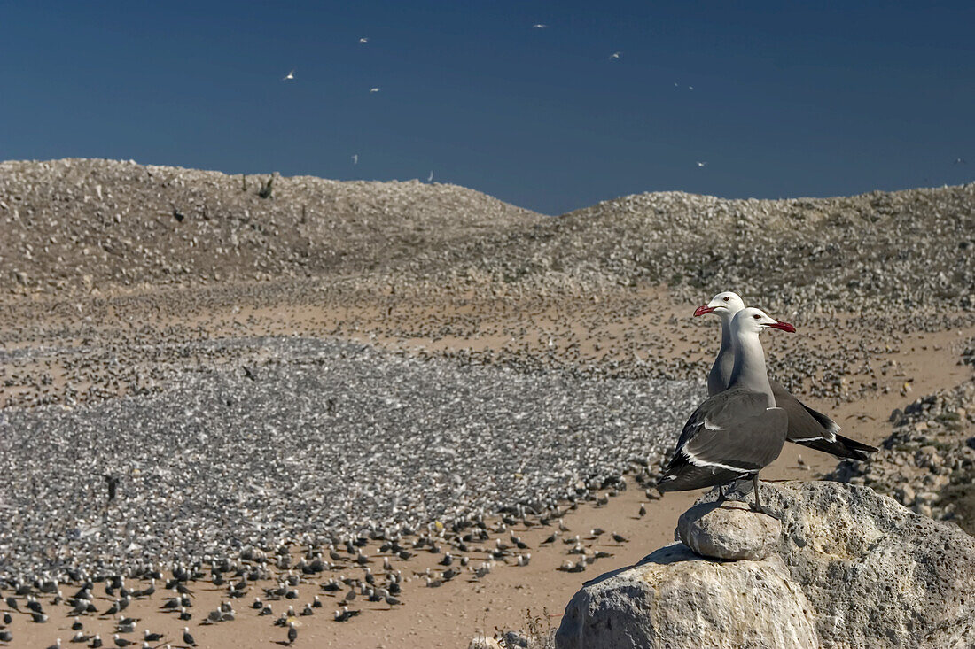 Heermann's gulls on Rasa Island, Baja California, Mexico