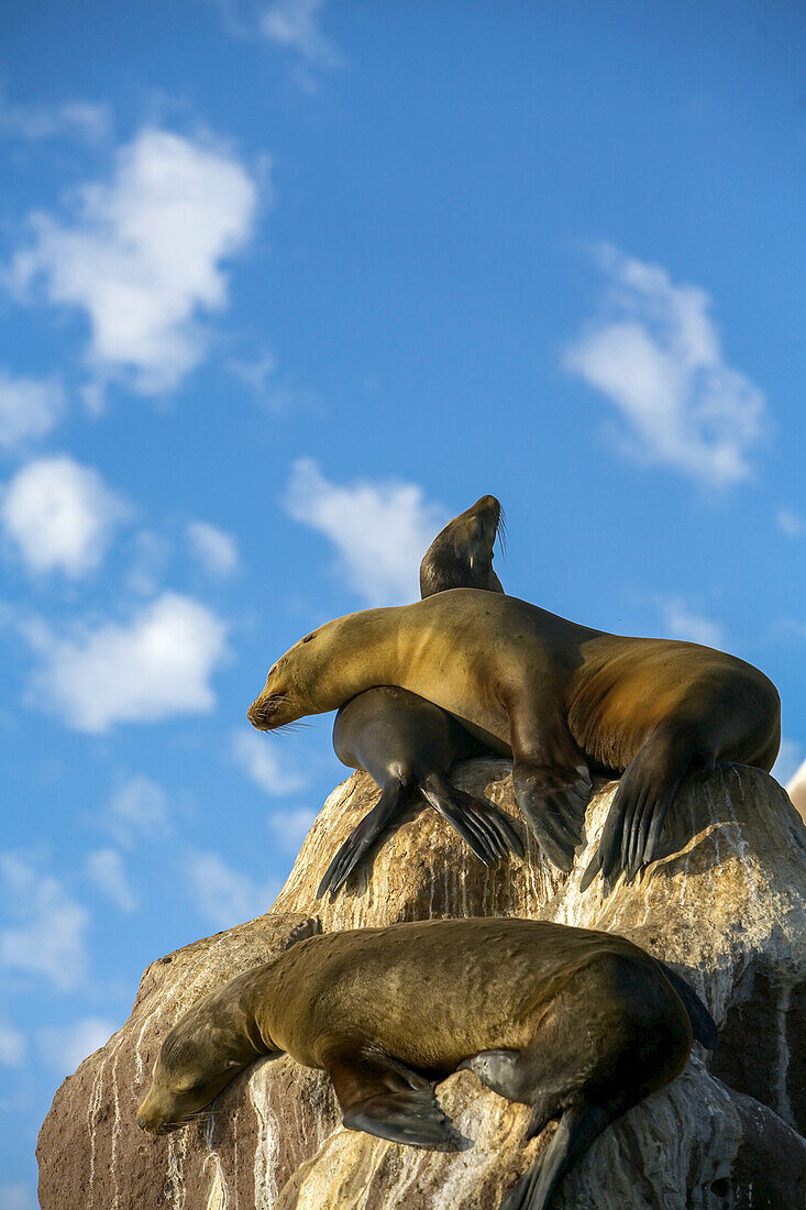 California sea lions, Espiritu Santo Island, Baja California, Mexico.