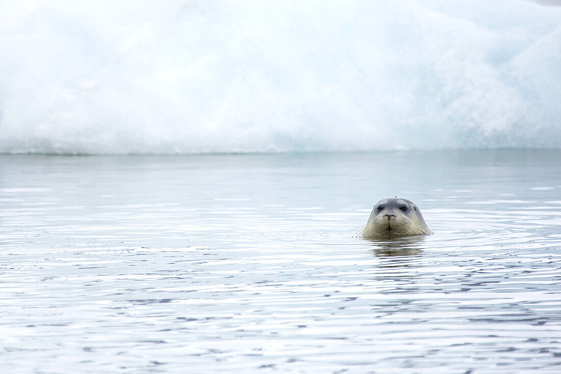 Bartrobbe, Erignathus barbatus, schwimmt im kalten arktischen Wasser.