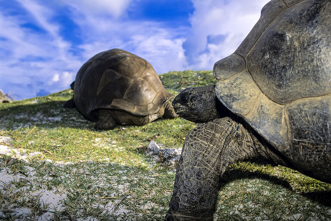 Wild endangered giant seychelles tortoises in their habitat.