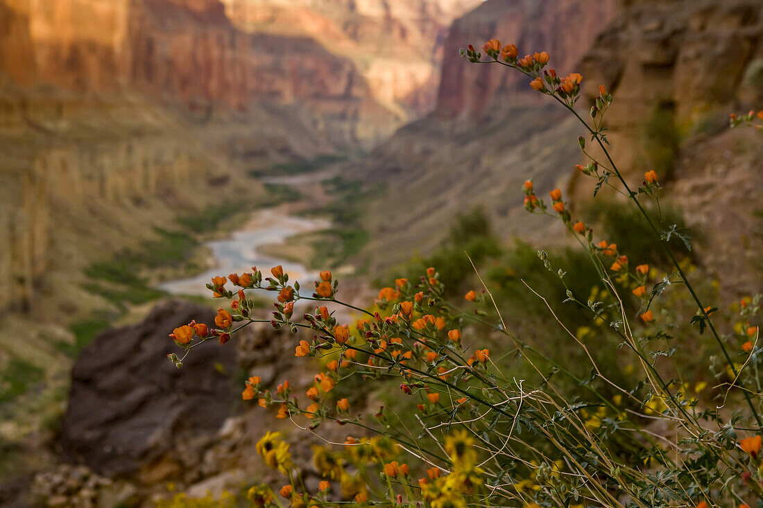 Wüstenmalve, Sphaeralcea ambigua, in Blüte im Nankoweap Canyon.