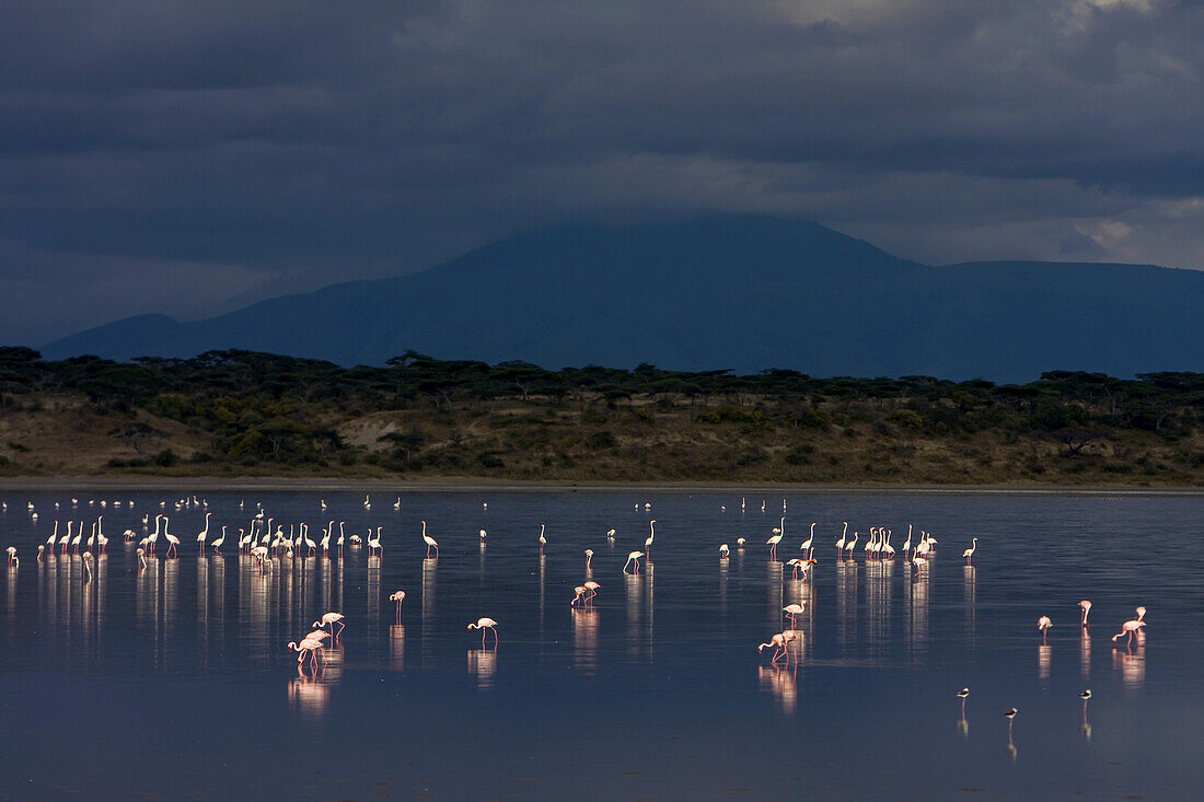 A flock of flamingos wade in shallow waters.