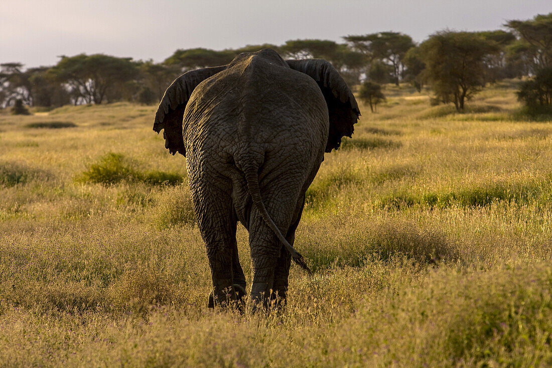 Die Rückansicht eines afrikanischen Elefanten.
