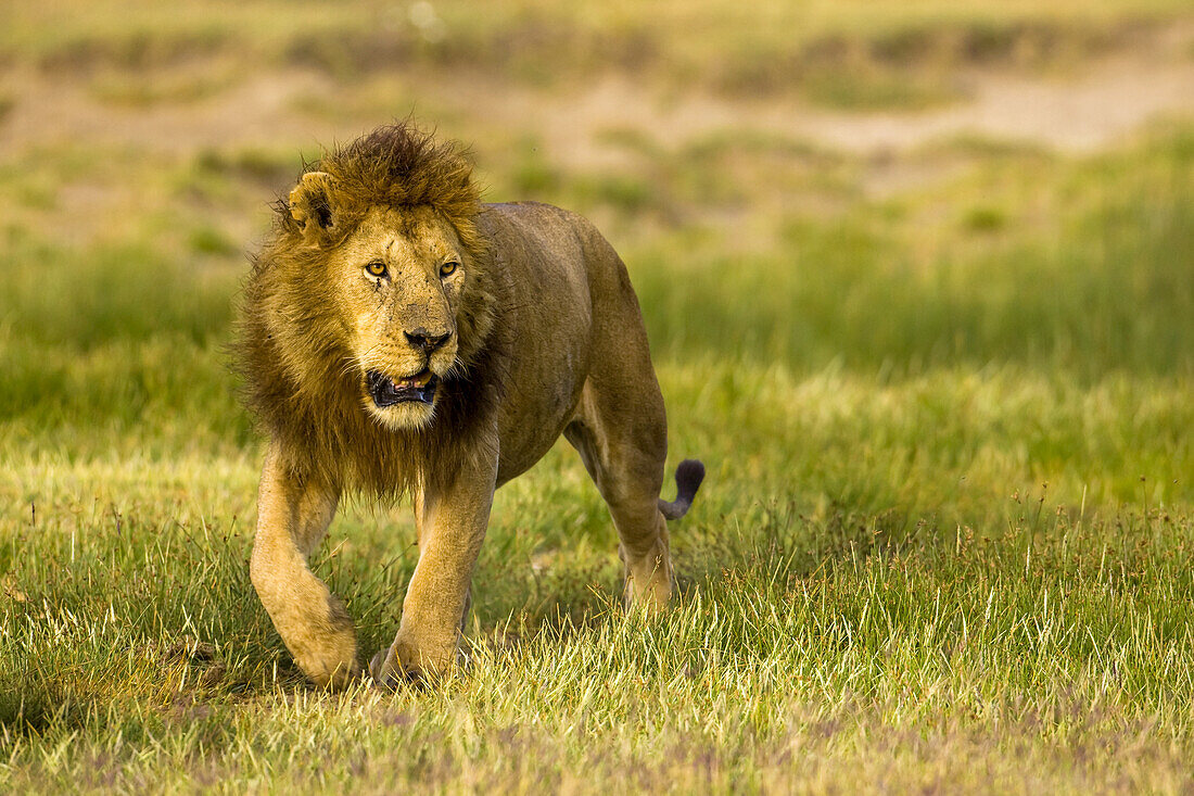 A male African lion looks off into the distance.