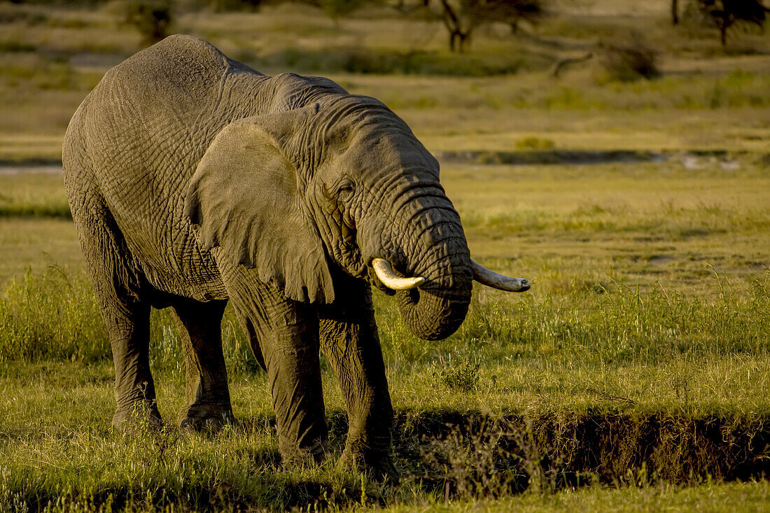 Ein afrikanischer Elefant trinkt aus einer Wasserstelle.