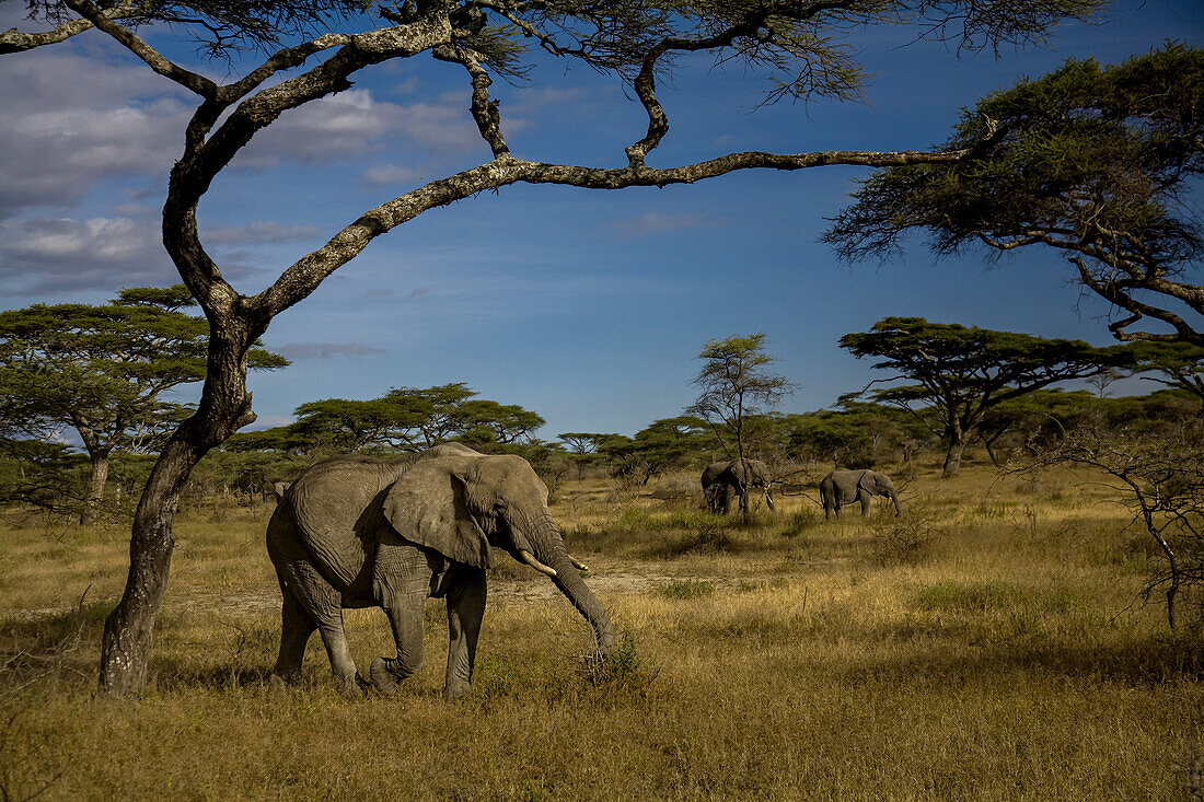 Afrikanische Elefanten, Loxodonta africana, grasen zwischen Bäumen.
