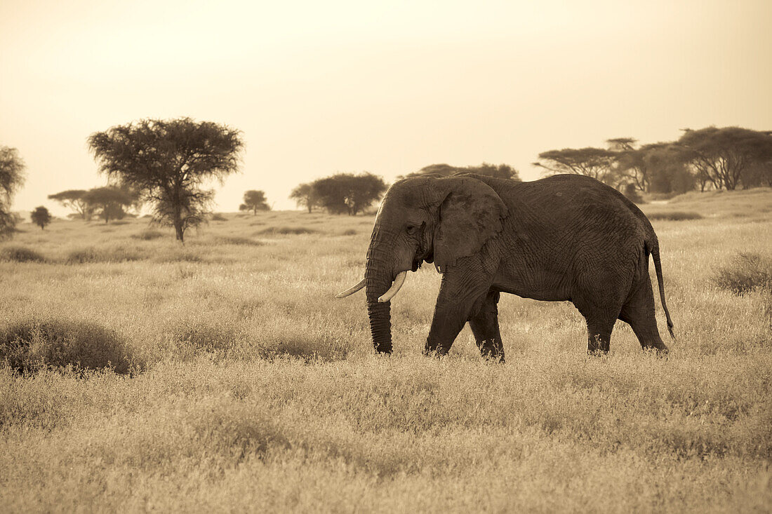 An African elephant walks through the Serengeti plains.