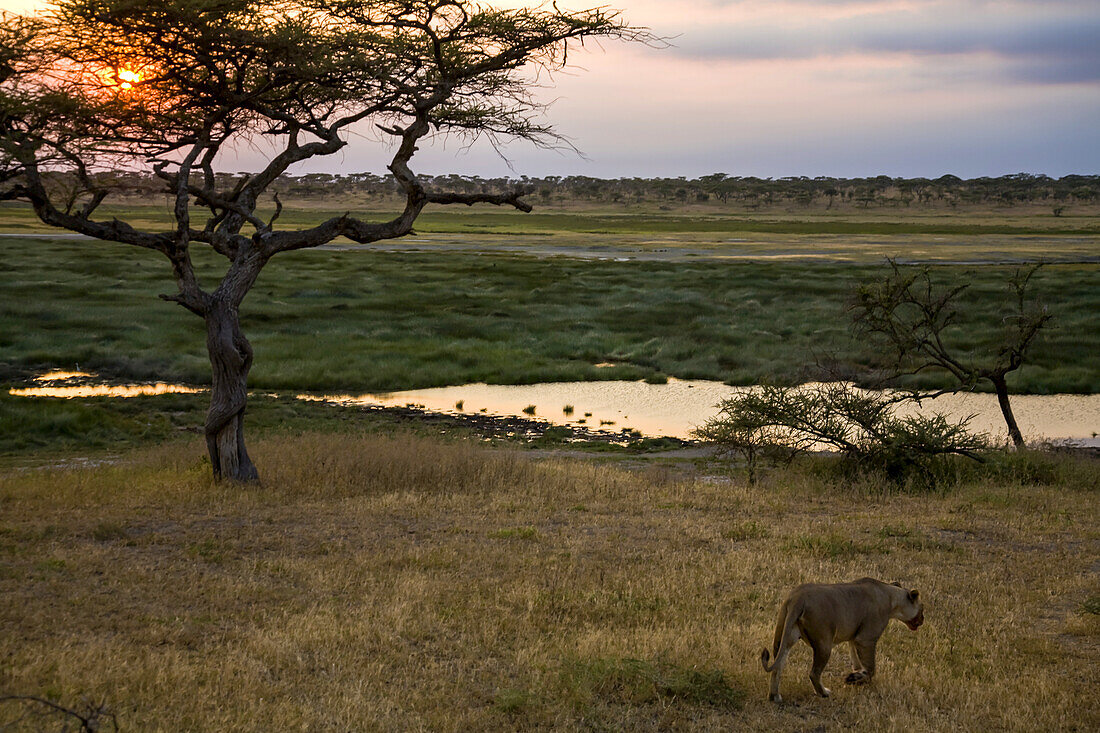 Eine afrikanische Löwin, Panthera leo, geht auf eine Wasserstelle zu.