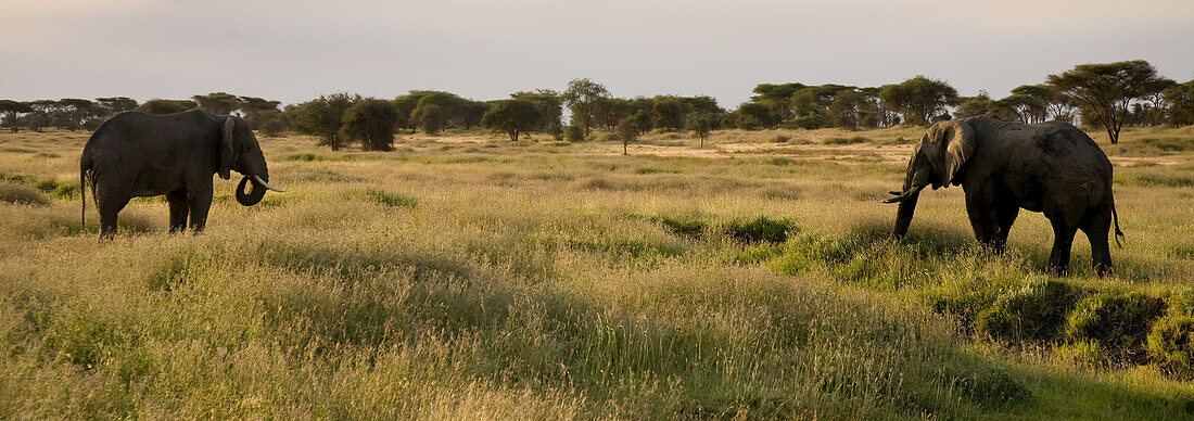 African elephants, Loxodonta africana, grazing in expansive grasslands