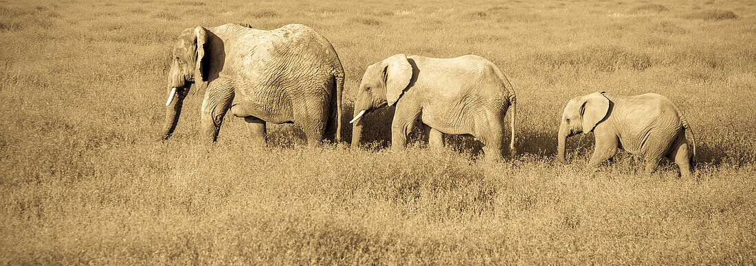 Zwei erwachsene afrikanische Elefanten und ein Jungtier gehen durch ein Grasland.