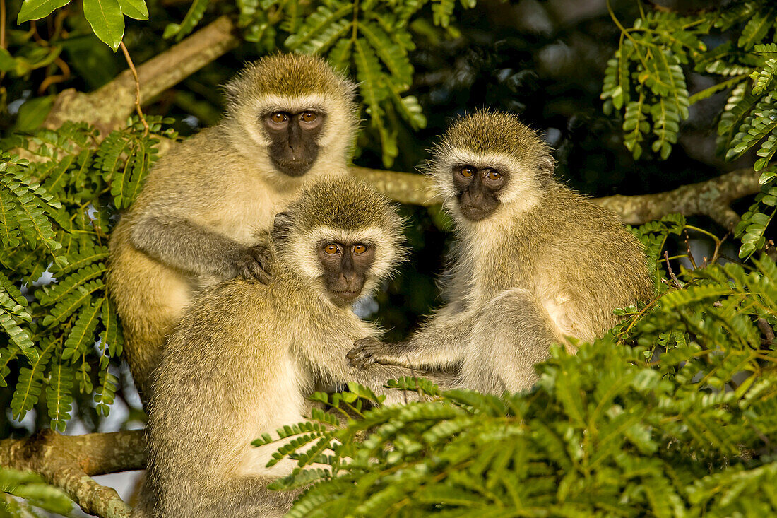 Drei Grüne Meerkatzen, Cercopithecus Aethiops, sitzen auf einem Baum.