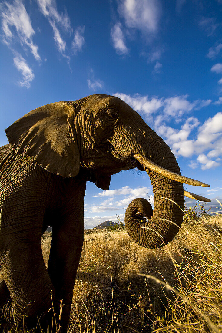 Porträt eines afrikanischen Elefanten mit eingerolltem Rüssel.
