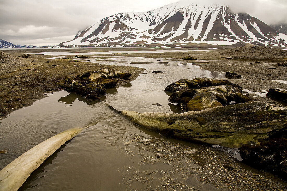 Knochen eines Grönlandwals, Balaena mysticetus, an einem Strand in der arktischen Norwegen.