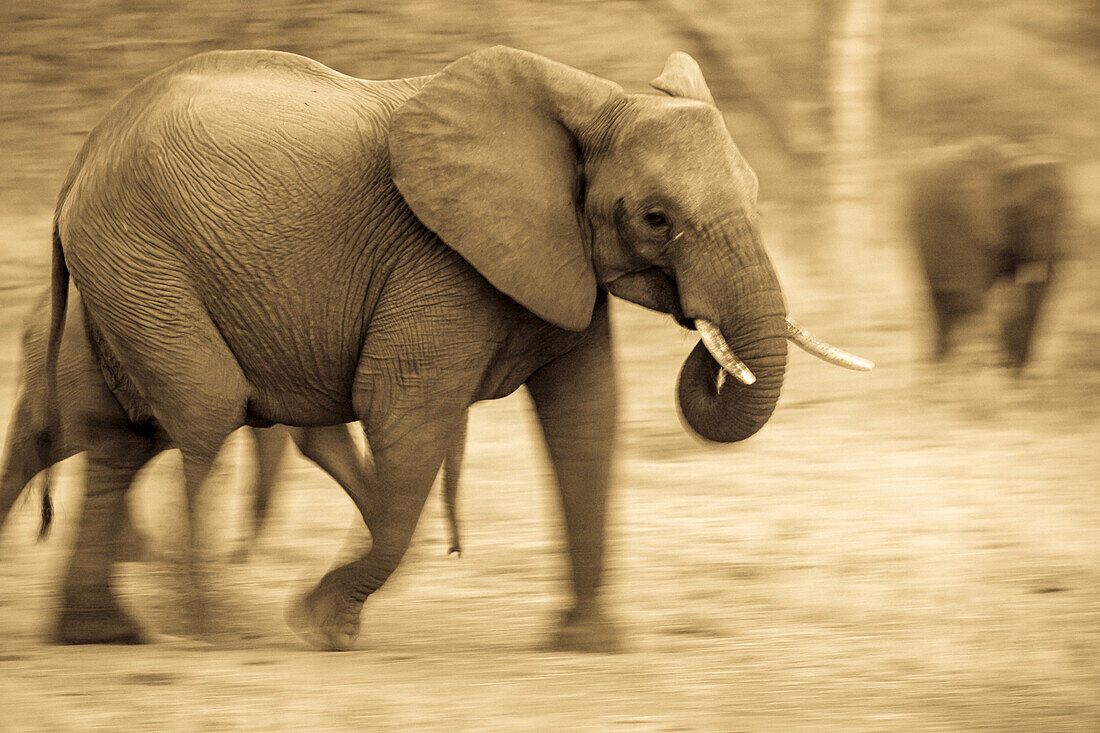 Afrikanische Elefanten, Loxodonta africana, in Bewegung.