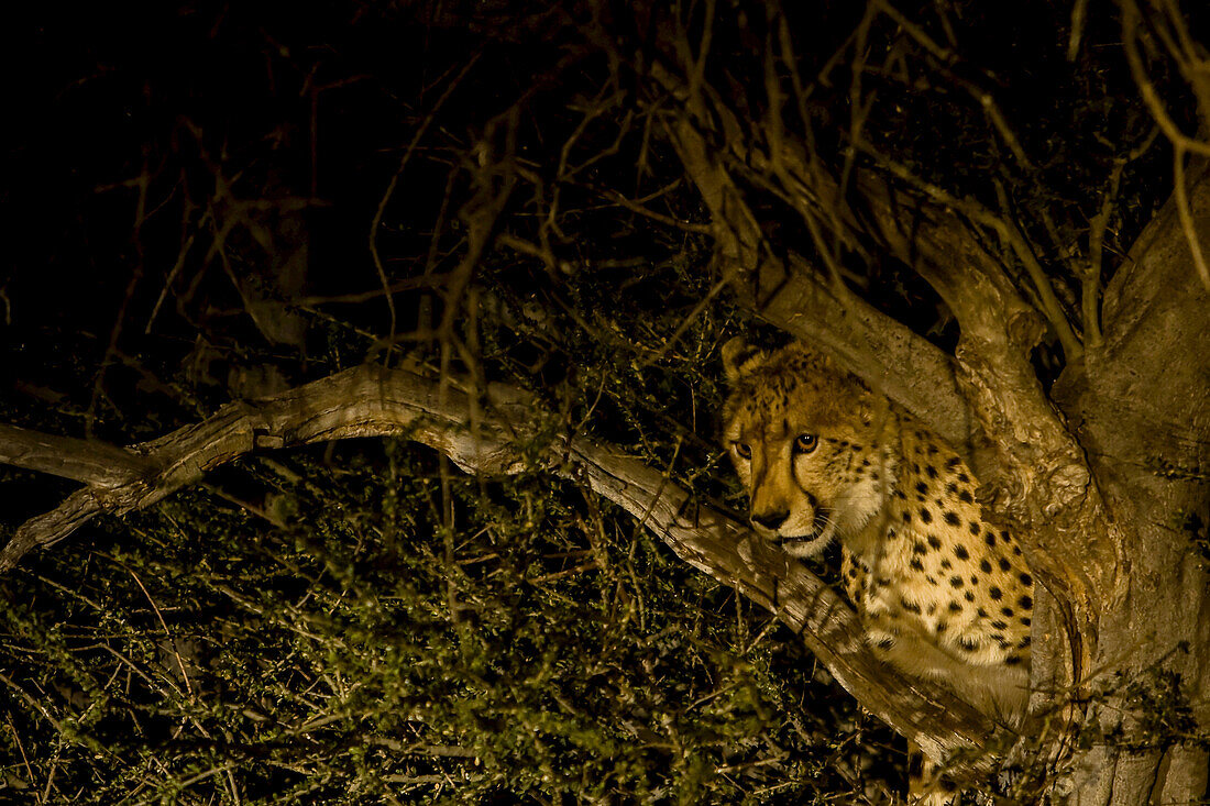 Ein Gepard blickt hinter einem Baum in einen Scheinwerfer.
