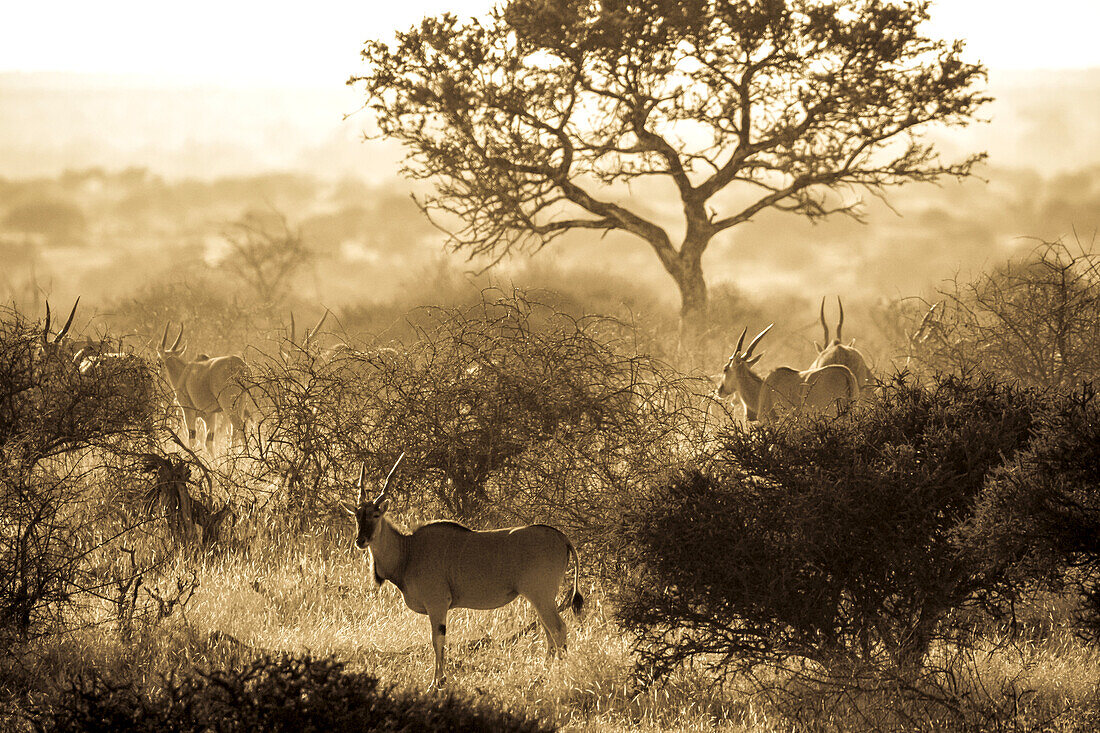 Common elands, Taurotragus oryx, in the bush.