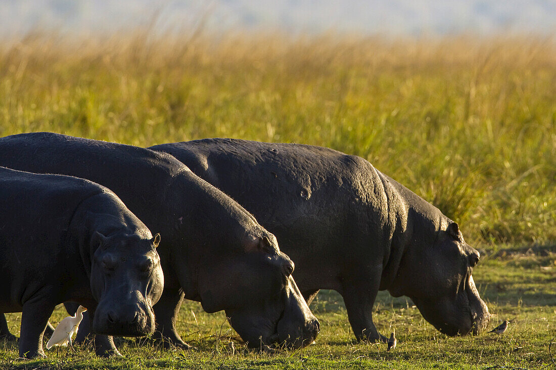 Hippopotamuses, Hippopotamus amphibius, grazing near the Chobe River.