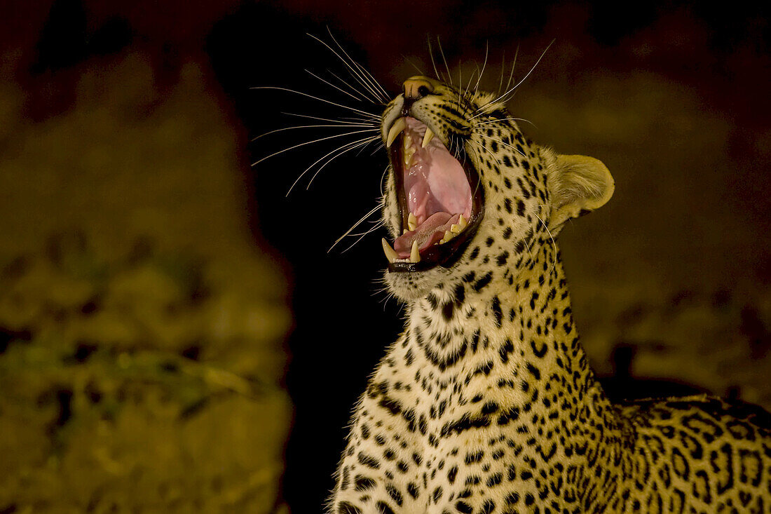 A leopard, Panthera pardus, yawning at night.