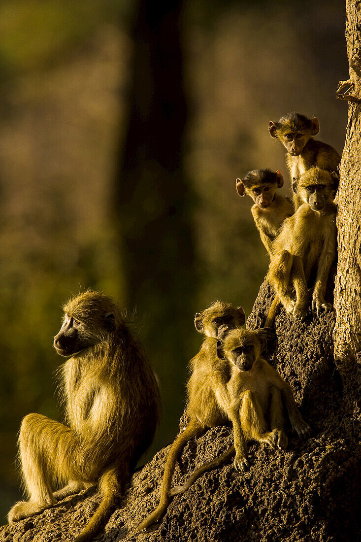 Portrait of a family of hacma baboons.