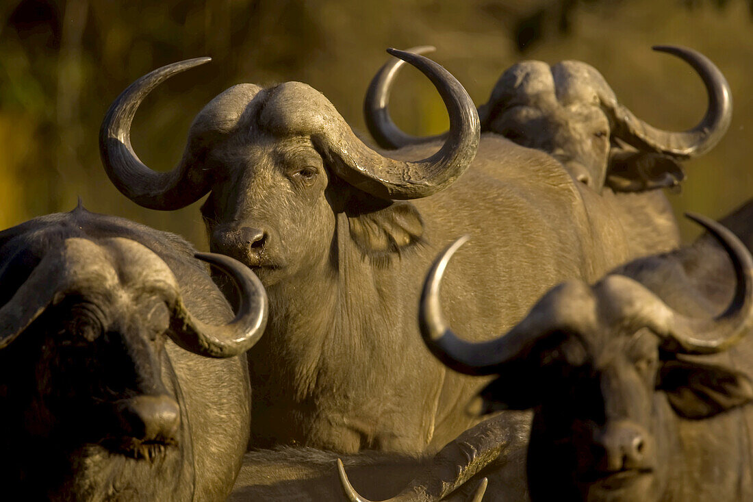 Close up of a herd of Cape buffalo.