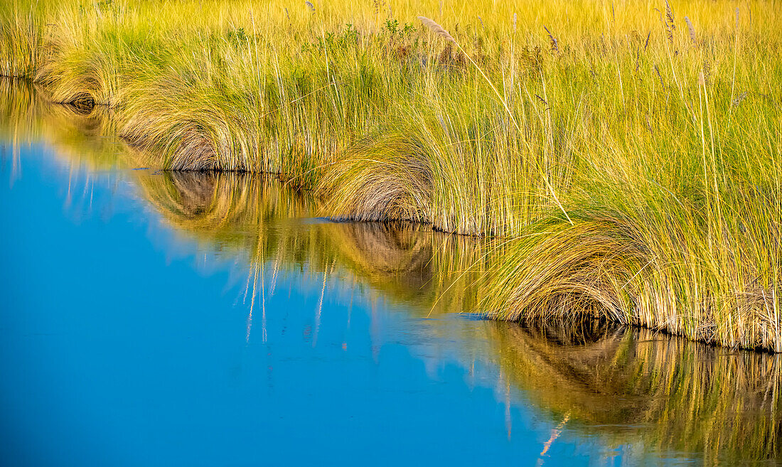 Detailaufnahme von Sumpfgräsern, die sich vom Flussufer in den Fluss beugen und sich im ruhigen Wasser des Okavango-Deltas im Winter spiegeln; Botswana, Afrika